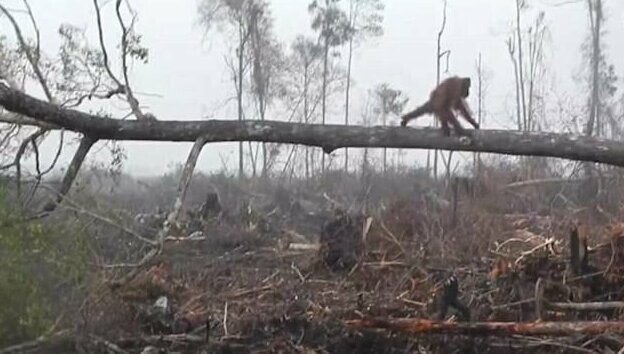 В Индонезии беспощадно вырубают леса, лишая животных естественной среды обитания 