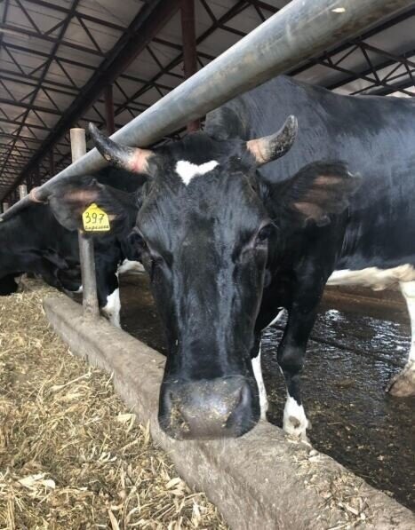 В Тамбовской области открылась новая молочно-товарная ферма на 406 коров