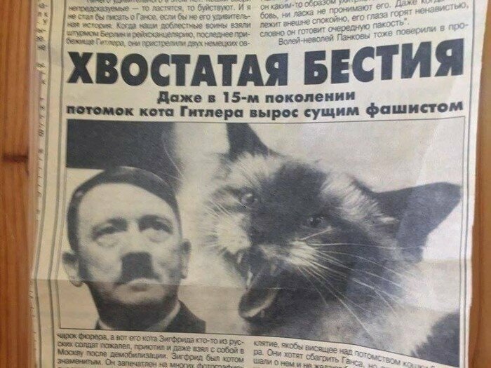 Коты-фашисты это сильно