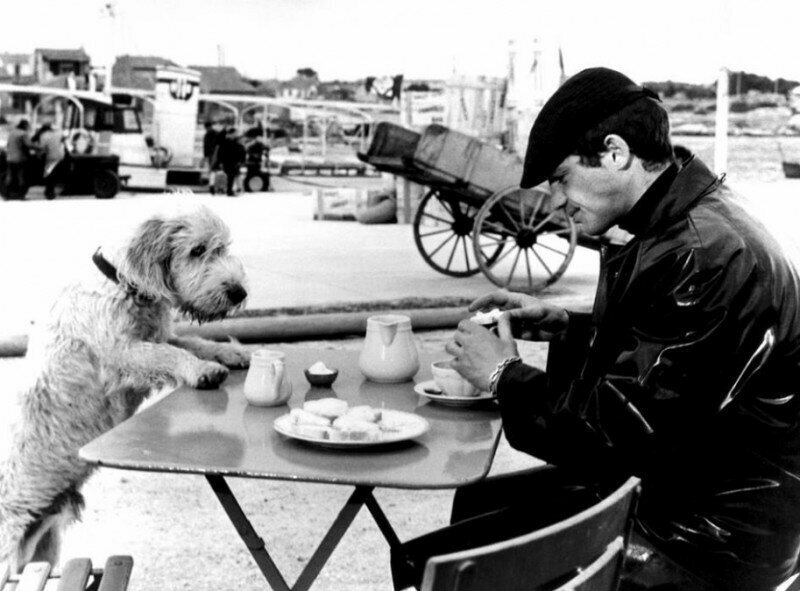 Перекус. Жан-Поль Бельмондо и собака (Peau De Banane), 1963