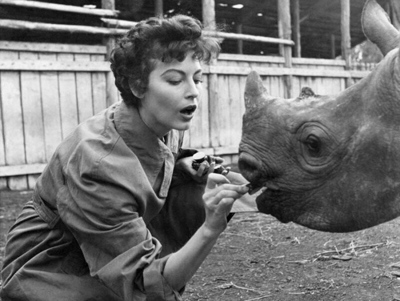 Ава Гарднер кормит носорога на съемочной площадке "Могамбо". 1953