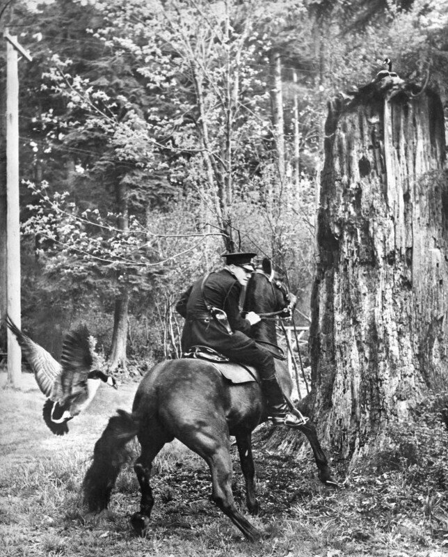 Гусь преследует констебля Клиффа Купера и его коня. 1954⁣
