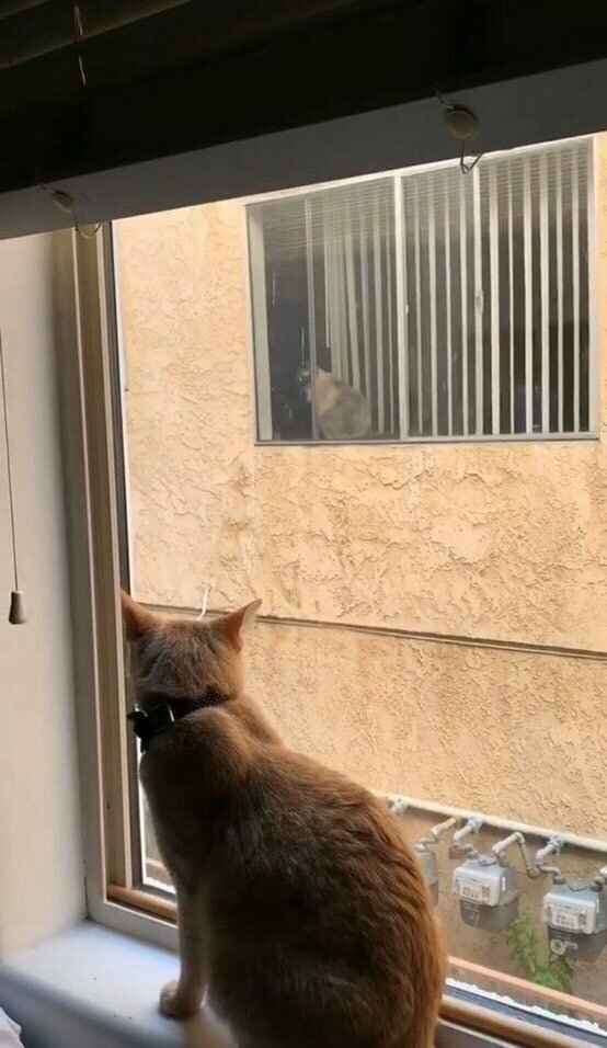 Кот американской актрисы Маккензи Коффман заметил в соседском окне другого кота