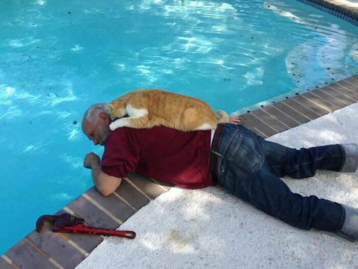 "Папа чинит бассейн, а кот ему помогает. Папа слишком сильно любит его, чтобы прогнать"