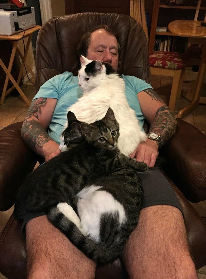 "Кошки делают папе расслабляющий массаж"