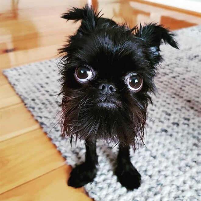 Собачка, у которой 265 тысяч подписчиков в Instagram*