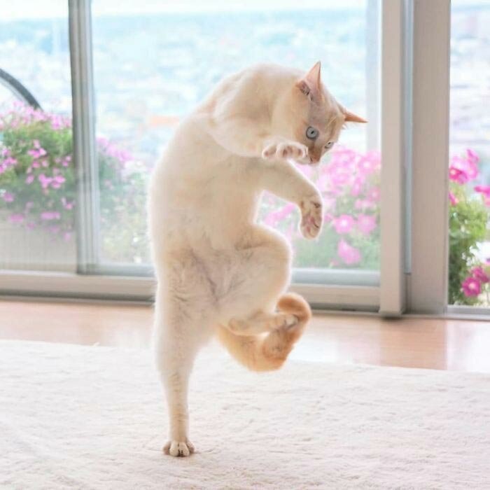 26 танцующих котов, доказывающих, что их грации могут позавидовать даже балерины