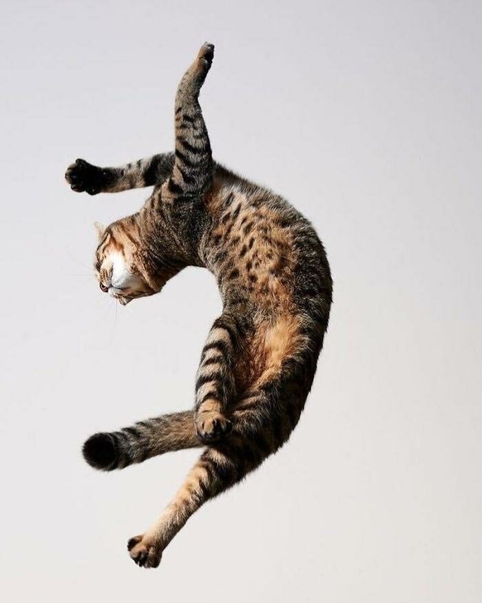 26 танцующих котов, доказывающих, что их грации могут позавидовать даже балерины