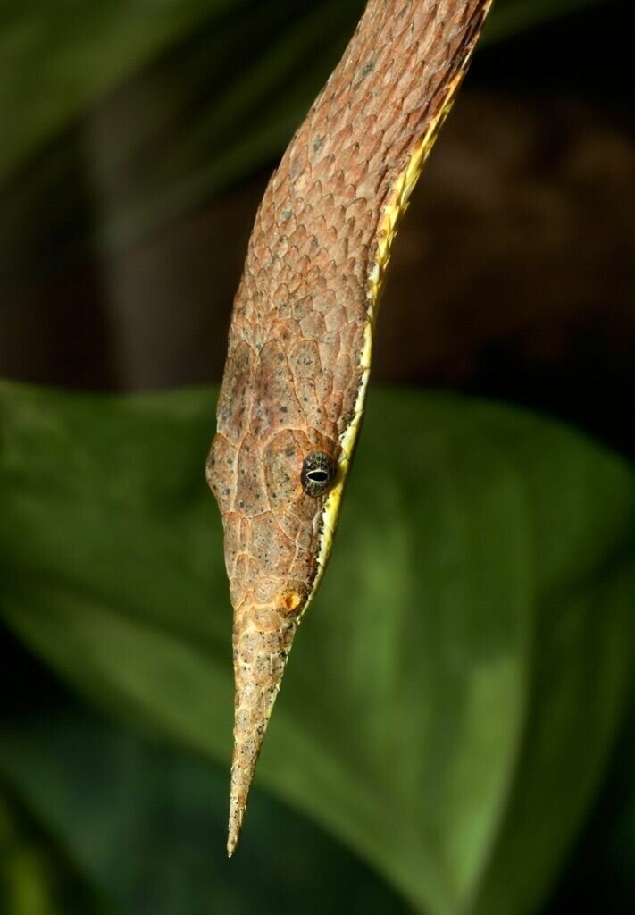 Мадагаскарская листоносая змея
