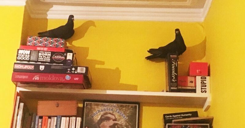 Британка обнаружила у себя дома двух голубей, и эти ребята повели себя как незваные гости 100 уровня