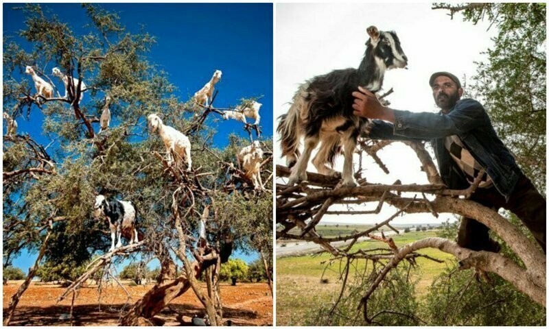 Знаменитые "козы на деревьях" в Марокко оказались подделкой