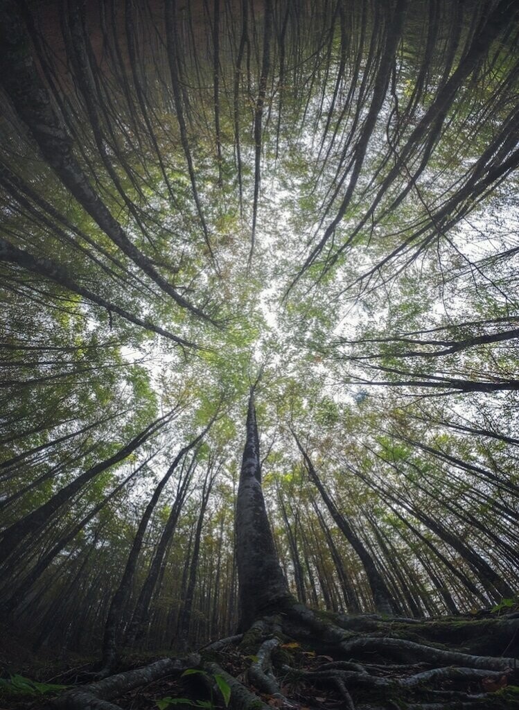 Магическая красота лесов в фотографиях Мануэло Бечекко