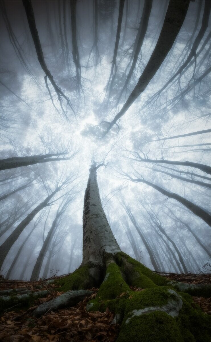 Магическая красота лесов в фотографиях Мануэло Бечекко