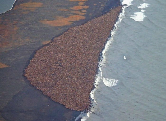 35000 моржей отдыхают на побережье