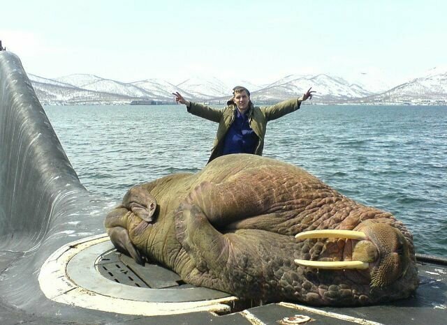 Спящий морж на подводной лодке