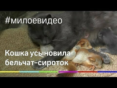 Кошка воспитывает бельчат-сирот вместе с котятами (видео) 