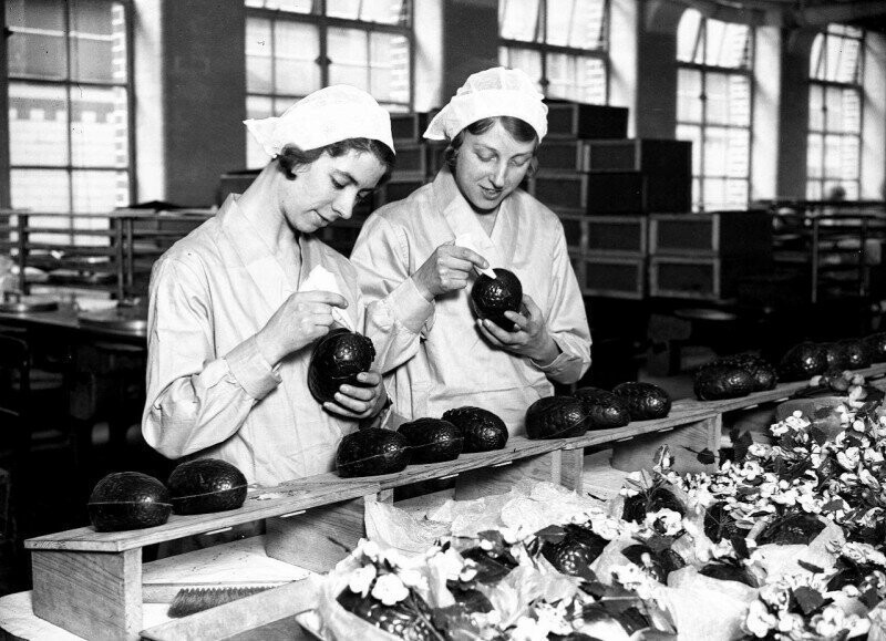 Девушки на шоколадной фабрике Cadbury вручную соединяют половинки пасхальных яиц к празднику, Англия, 1932 год.
