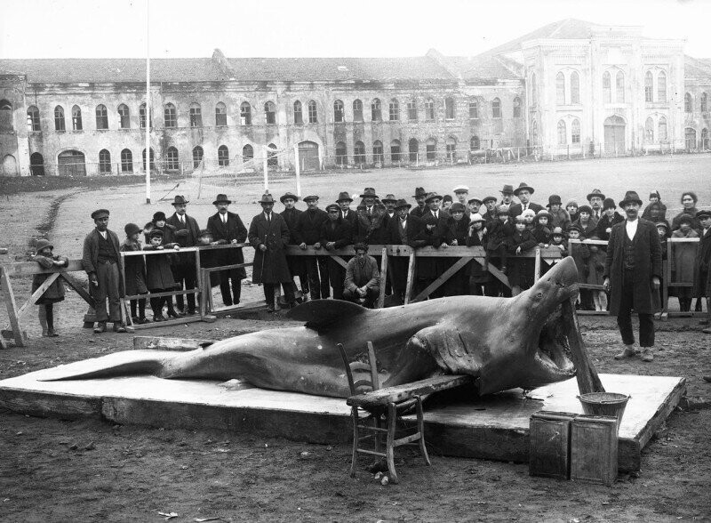 Пойманная на Босфоре необычно большая акула. Турция, 1920-е