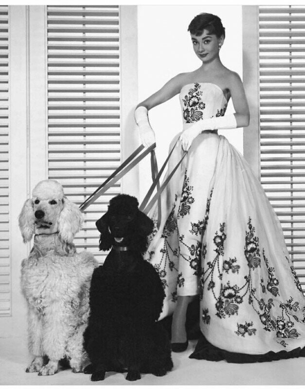 Одри Хепберн с собаками.