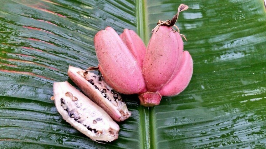 Розовый банан фото