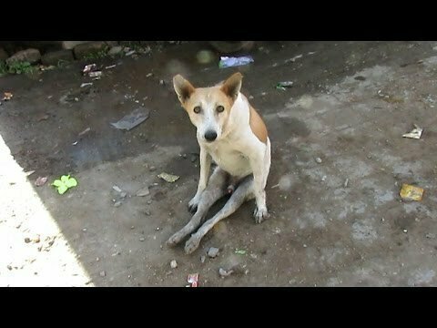 Спасение пса которого перехала машина 