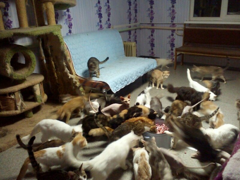 У погибшей под колесами авто у воронежского ТЦ женщины осталось более 100 кошек и собак