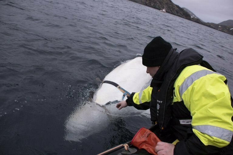 Норвежские рыбаки наткнулись на белуху-"шпиона" из России