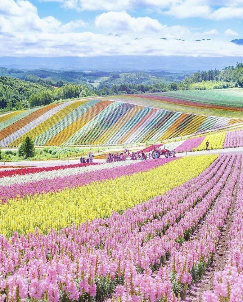Цветочные фермы в Хоккайдо, Япония