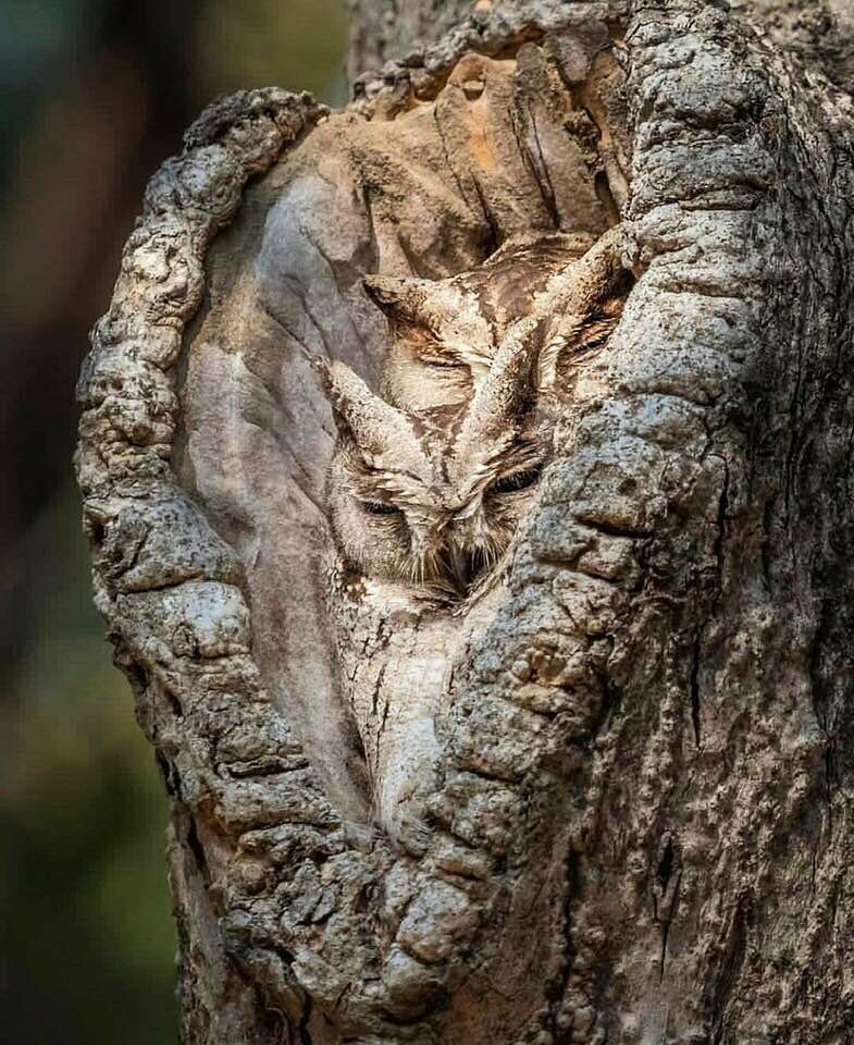 Нашел двух спящих сов в лесу