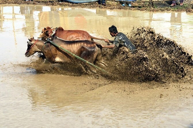 Пачу Джави – фестиваль быков Суматры