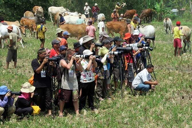Пачу Джави – фестиваль быков Суматры