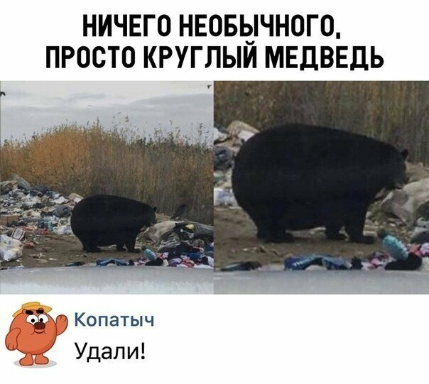 Прикольные и смешные картинки