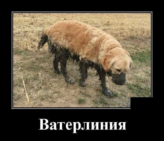 Образ собаки в демотиваторах от Водяной за 03 мая 2019