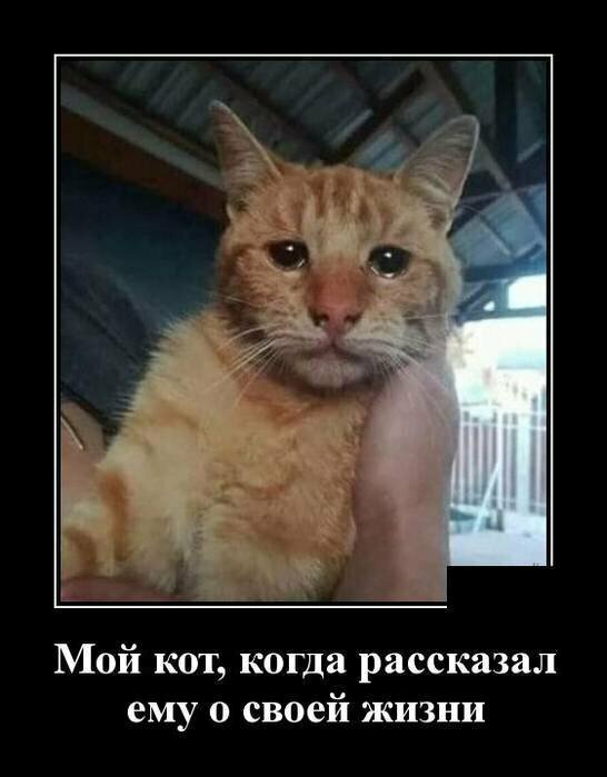 Образ кошки в демотиваторах от Водяной за 03 мая 2019