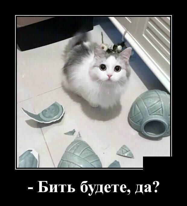 Образ кошки в демотиваторах от Водяной за 03 мая 2019