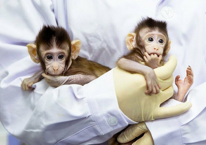 Клонирование обезьян