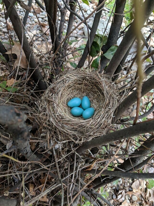 7. «Малиновка отложила яйца рядом с моей верандой»