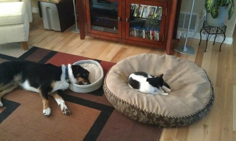5. Кошки сами решают, какая кровать принадлежит им. Это все знают