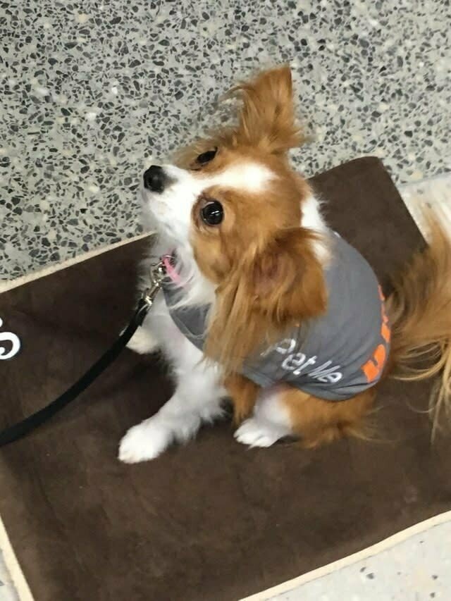 В этом аэропорту аэрофобам предлагают услуги собаки-психотерапевта, снимающей напряжение перед полетом