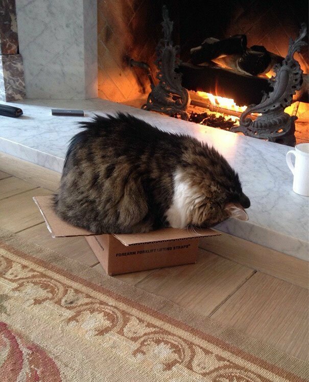 32. Для котов не существует слишком маленьких коробок