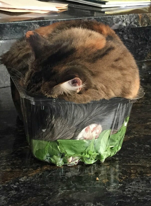 2. Заснул в салате