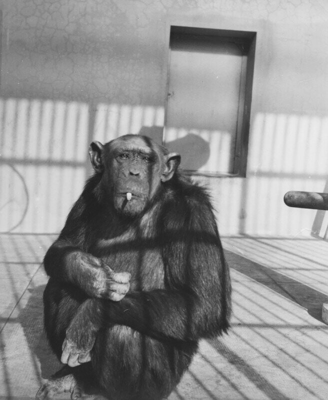 Курящий шимпанзе по кличке Мимо. Рим. Королевство Италия. 1920-е годы.