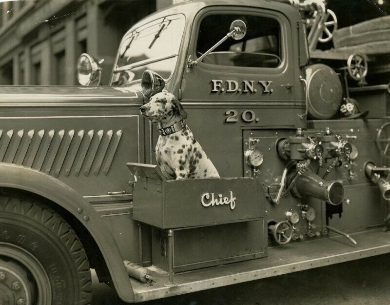Вот такие сидения для собак-спасателей были придуманы на пожарных машинах Нью-Йорка в 1940-е года.