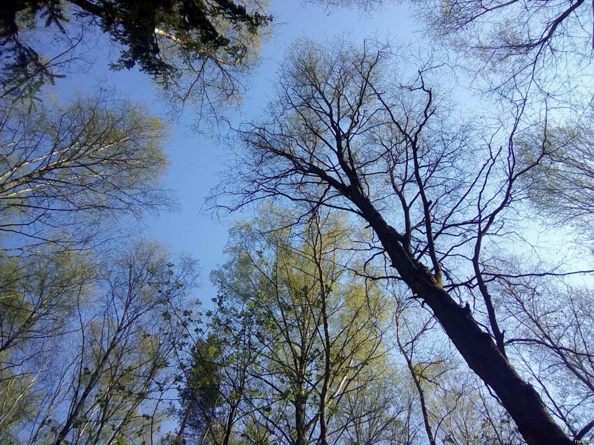 первомайский лес