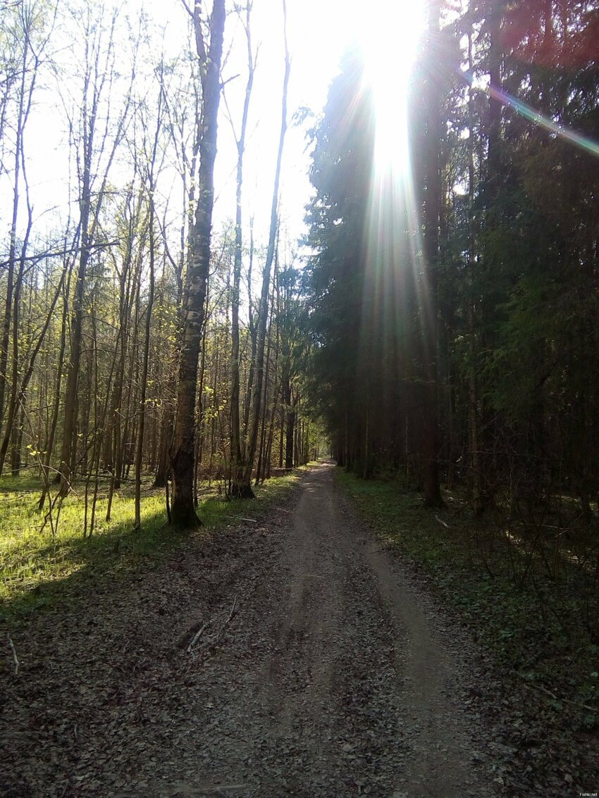 первомайский лес