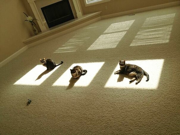 Фото котиков, которые любят тепло