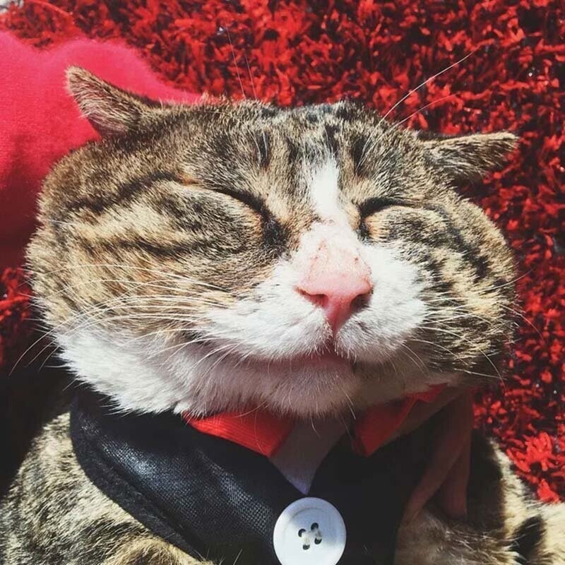 Найден эмоциональный кот, достойный звания «король драмы»