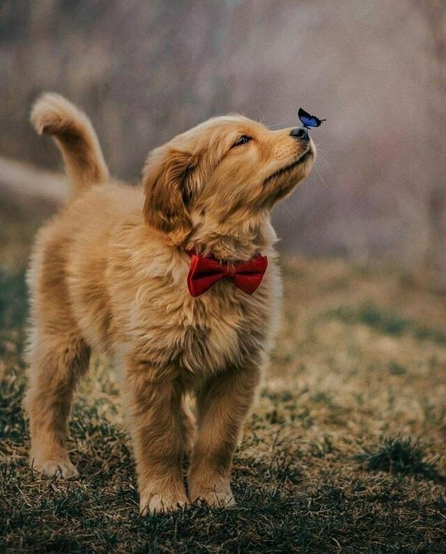 Снимок маленького щеночка и бабочки у него на носу вдохновил пользователей сети на фотошоп-баттл