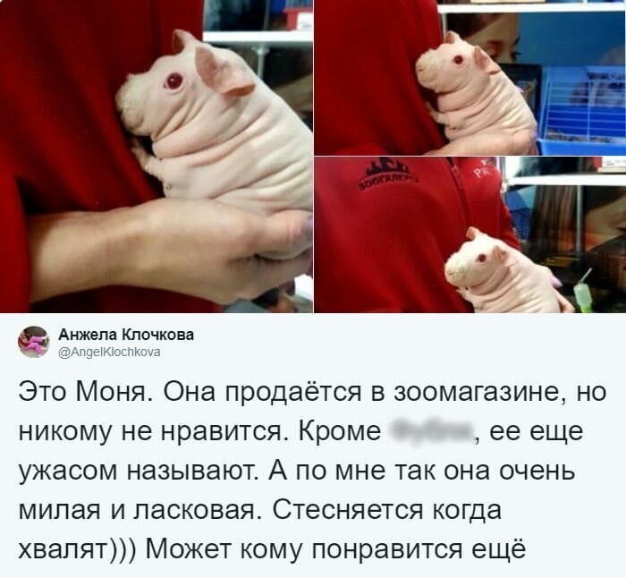 В Тульском зоомагазине нашлась морская свинка, которая разбила сердечки всего Твиттера