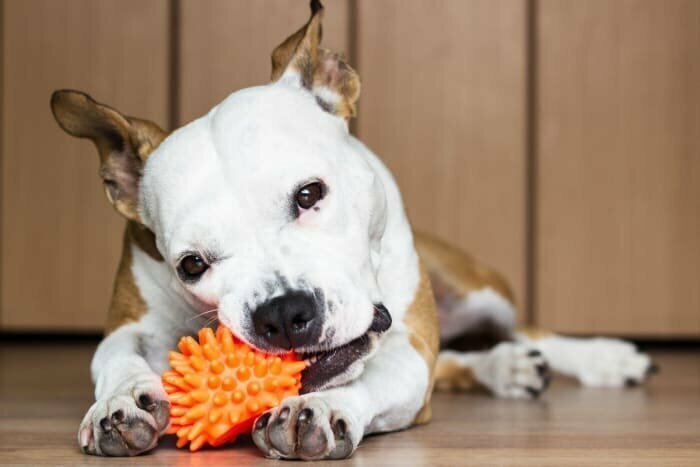 Собаки любят игрушки-пищалки, потому что игра с ними для собаки - аналог убийства мелких животных